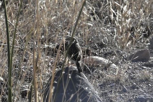 Vesper Sparrow (Pooecetes gramineus), photo 5