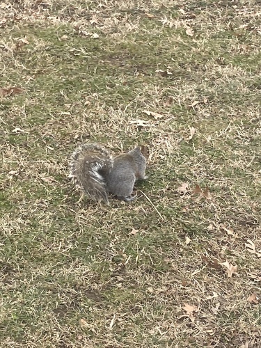 Eastern Gray Squirrel