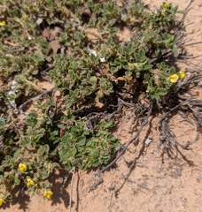 Stylosanthes viscosa, photograph (c) stephen, some rights reserved (CC BY)