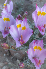 Alstroemeria leporina