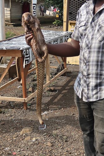 White-bellied Pangolin