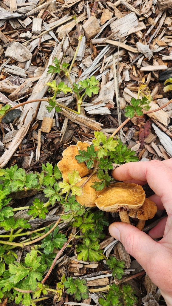 Agrocybe putaminum · January 2026 · photo: © squidney8 (iNaturalist, cc0)