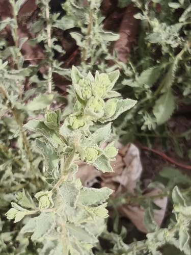 Pseudoconyza viscosa, photograph 2