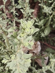 Pseudoconyza viscosa, photograph author not stated, no rights reserved