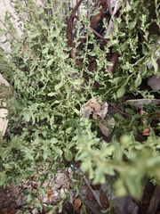 Pseudoconyza viscosa, photograph author not stated, no rights reserved
