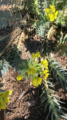 Myrsiniteae