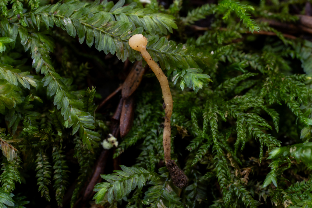 Ramariopsis sp. 'CA07'