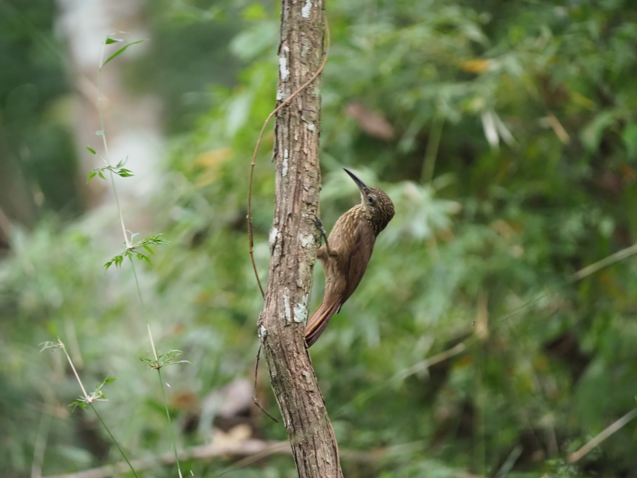 Cocoa Woodcreeper (Xiphorhynchus susurrans), photo 4