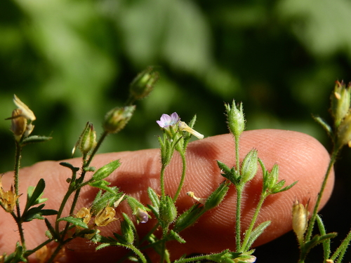 Gilia laciniata (Gilia laciniata)