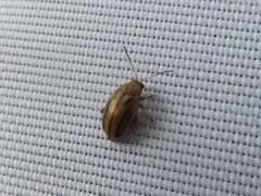 Arrhenocoela lineata