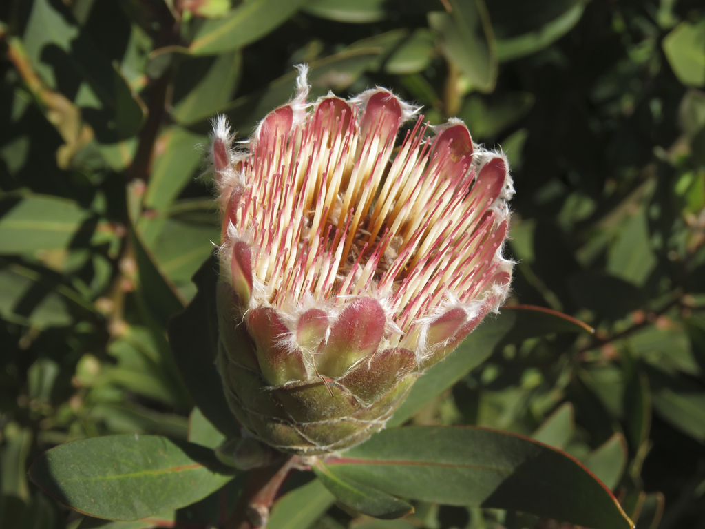 Hottentot Sugarbush