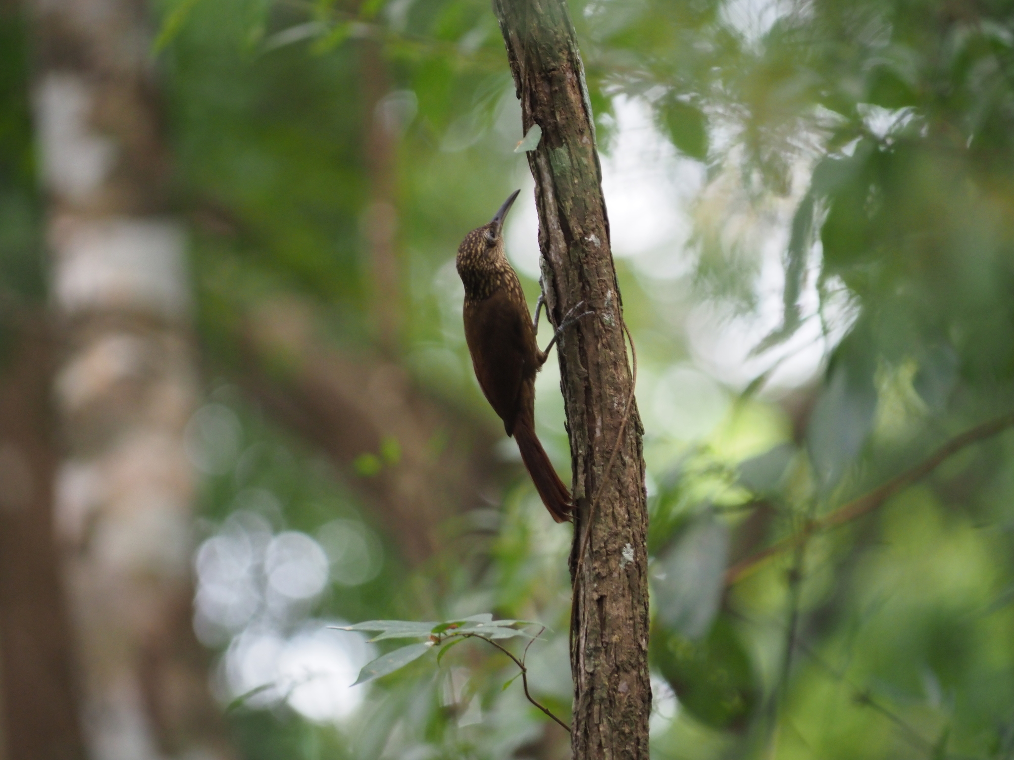 Cocoa Woodcreeper (Xiphorhynchus susurrans), photo 5
