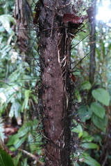 Image of Bactris glandulosa