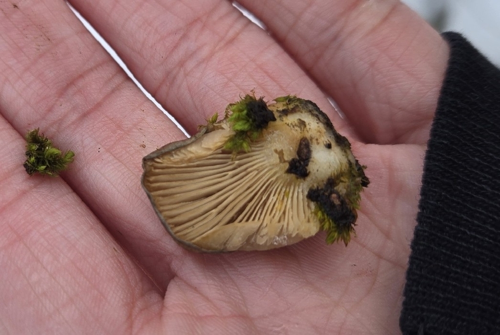 Sarcomyxa serotina · January 2026 · photo: © alexgray01134 (iNaturalist, cc-by)