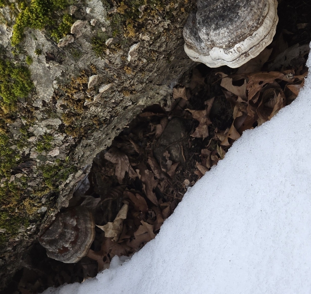 Fomes excavatus · January 2026 · photo: © alexgray01134 (iNaturalist, cc-by)