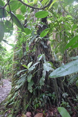 Socratea