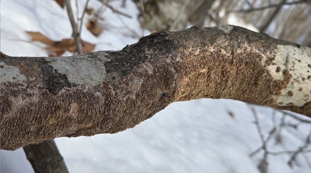 Hydnoporia olivacea · January 2026 · photo: © alexgray01134 (iNaturalist, cc-by)