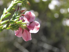 Adenandra acuta