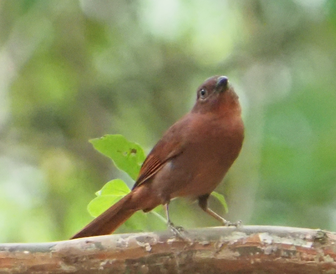 Red-crowned Ant Tanager (Habia rubica), photo 1