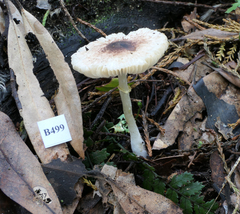 Leucoagaricus viriditinctus