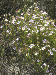 Adenandra acuta