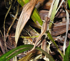 Toropuku inexpectatus