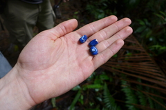 Heliconia pogonantha