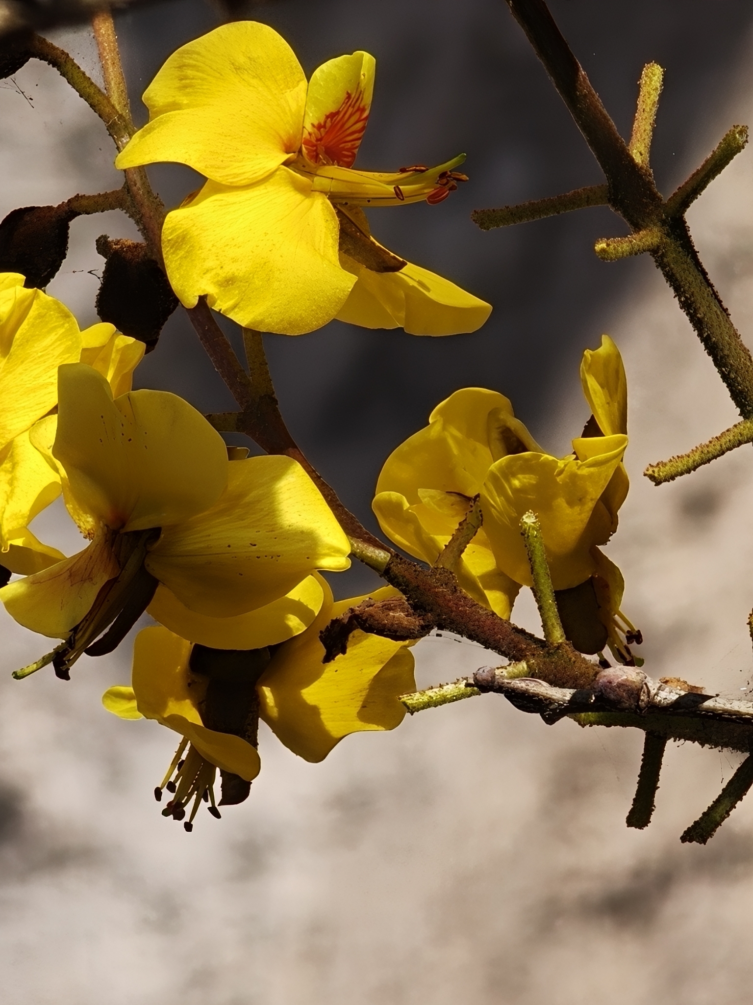 Sanillo (Cenostigma eriostachys)