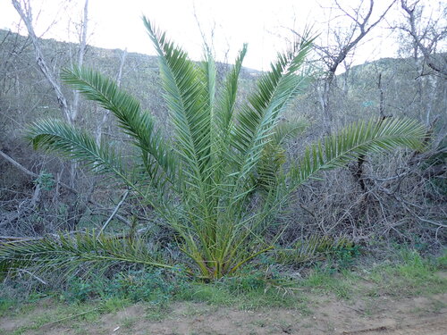 Canary island date palm