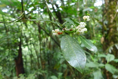 Chloranthaceae