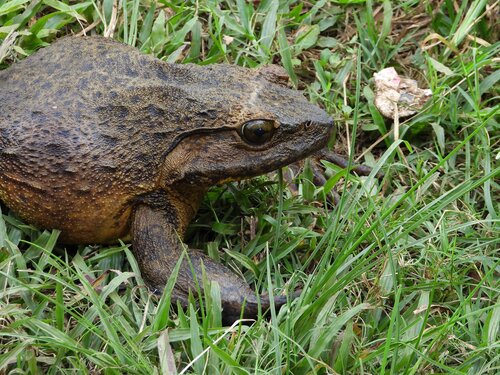 Goliath Frog
