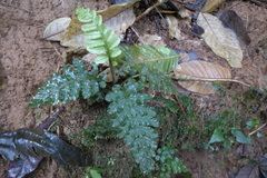 Hymenophyllales
