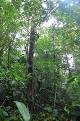 Minquartia guianensis