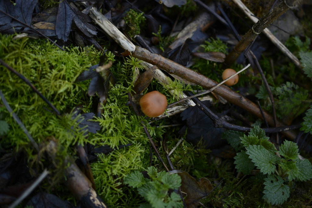 Tubaria furfuracea · January 2026 · photo: © cryptomarasmius (iNaturalist, cc-by)