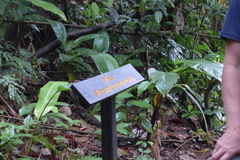 Minquartia guianensis