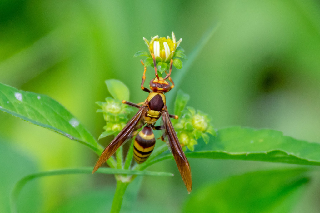 Horse Paper Wasp