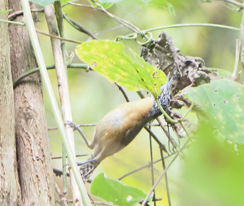 Rufous-breasted Wren (Pheugopedius rutilus), photo 3