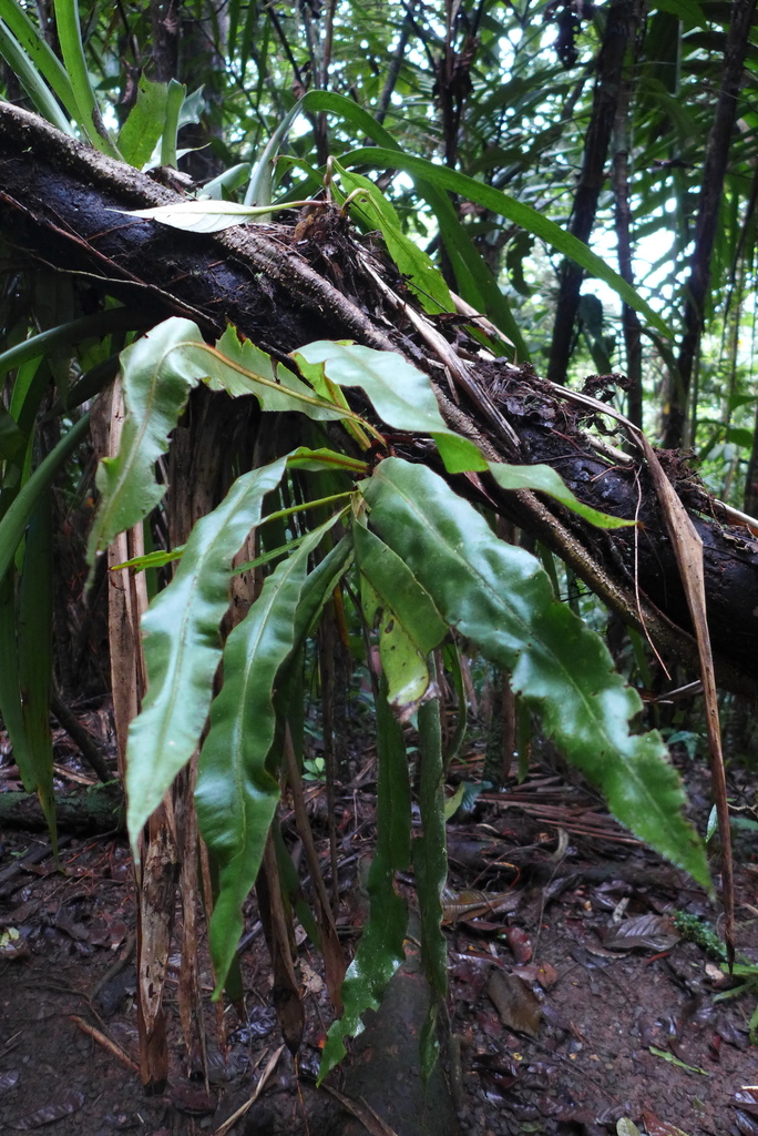 Elaphoglossum apodum