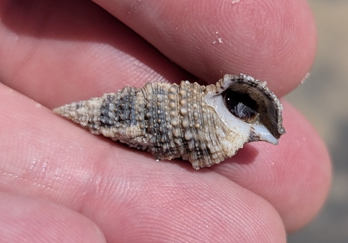 Cerithium atratum