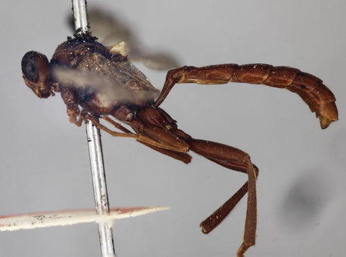 Degithina hersilia