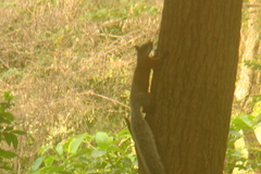 Sciurus aureogaster