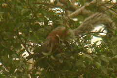 Sciurus aureogaster