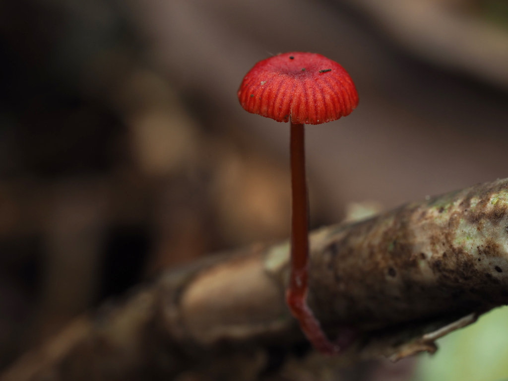 Cruentomycena viscidocruenta · January 2026 · photo: © andrew_poad (iNaturalist, cc-by)