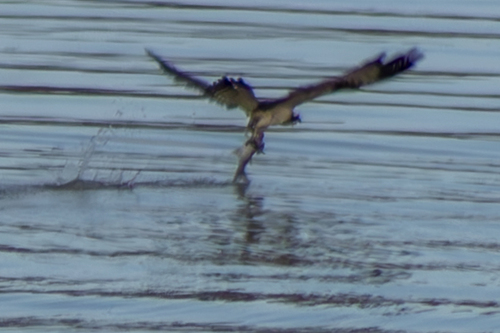 Avistamiento Águila pescadora (Marismas Tinto-Odiel)