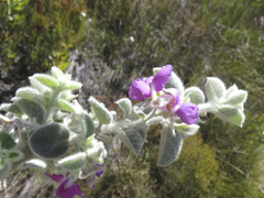 Podalyria hirsuta