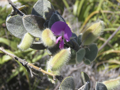 Podalyria hirsuta