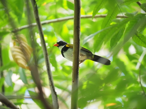 Orange-billed Sparrow (Arremon aurantiirostris)