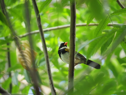 Orange-billed Sparrow (Arremon aurantiirostris), photo 2
