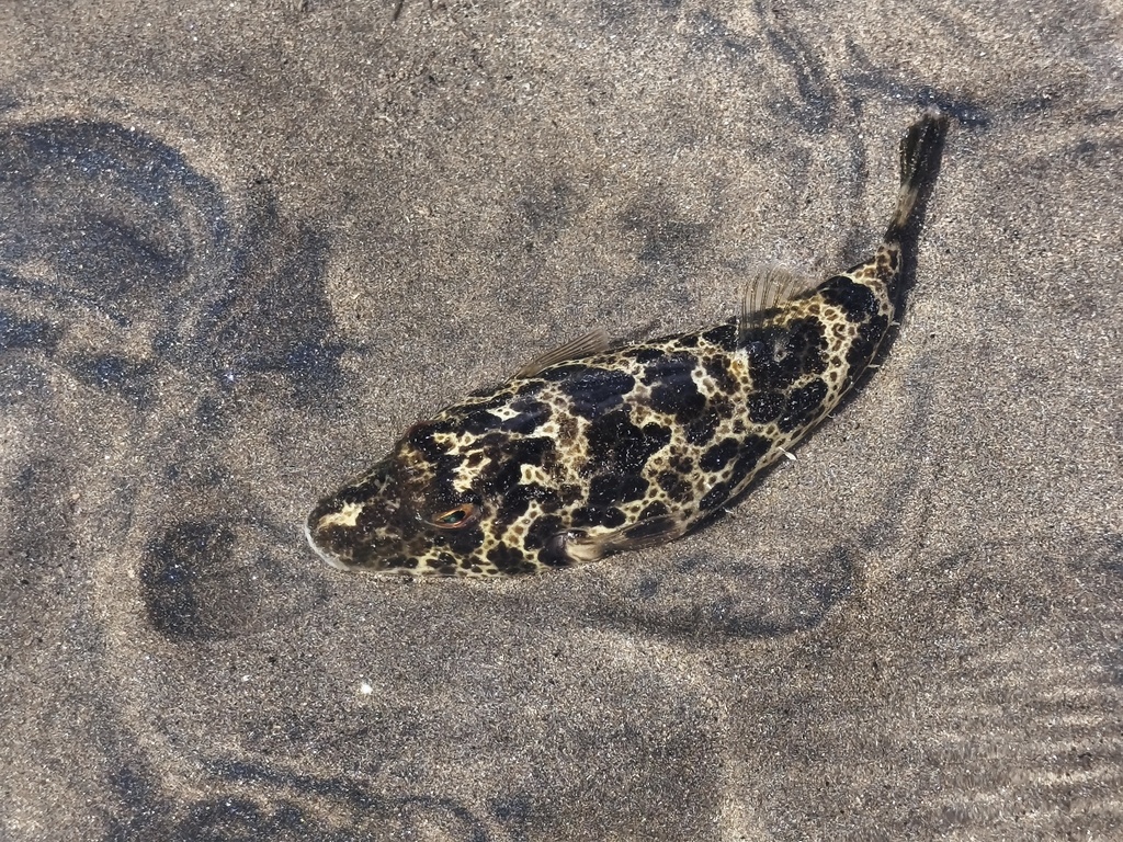 Caribbean puffer (Sphoeroides greeleyi) — Tetraodontidae