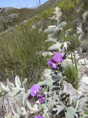 Podalyria hirsuta